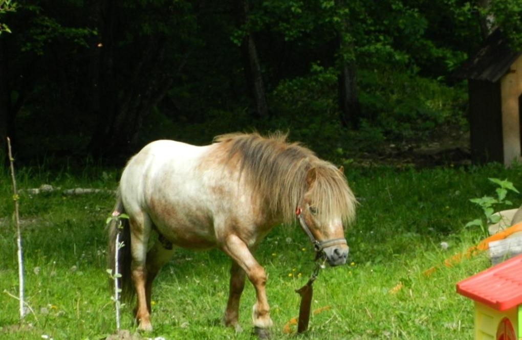 Pensiunea Valea Negrasului Trăisteni Exterior foto